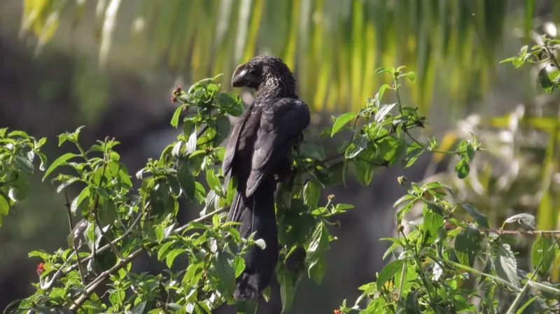 A smooth-billed ani perched among sunlit leaves