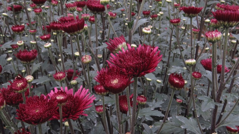 A dense bed of crimson chrysanthemums