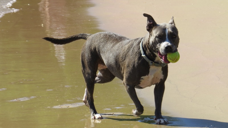 A dog carrying a tennis ball across wet sand