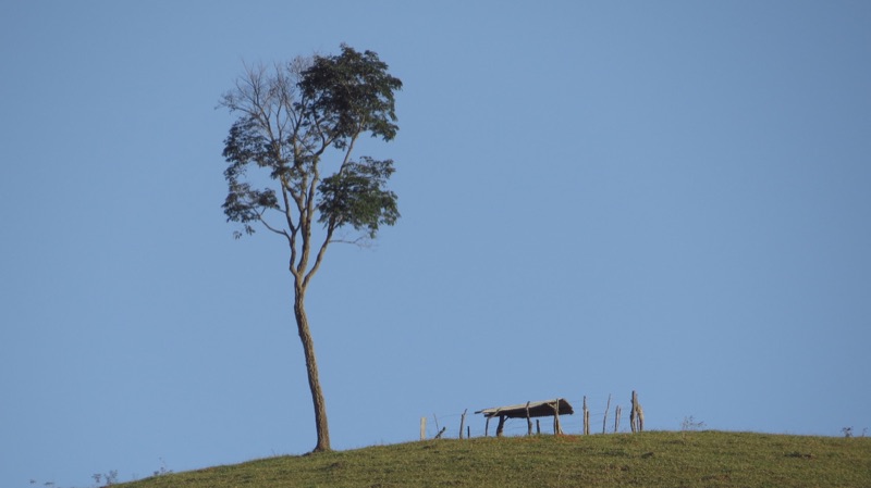 A lone tree and a small shelter on a hilltop against a clear sky