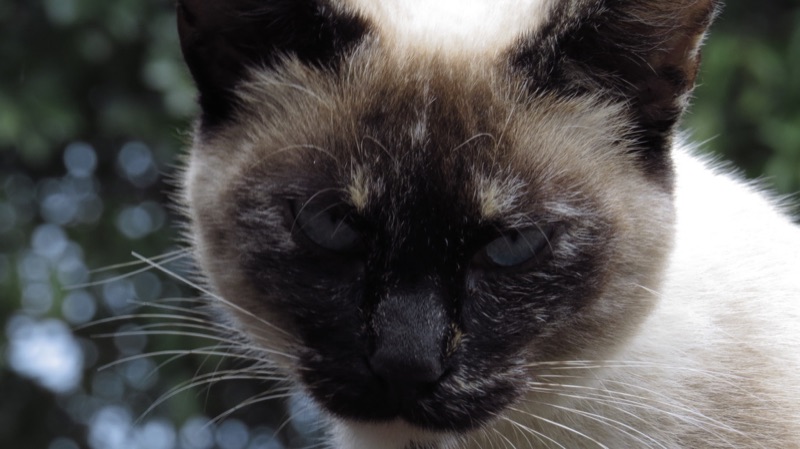A siamese cat in close-up, foliage blurred behind