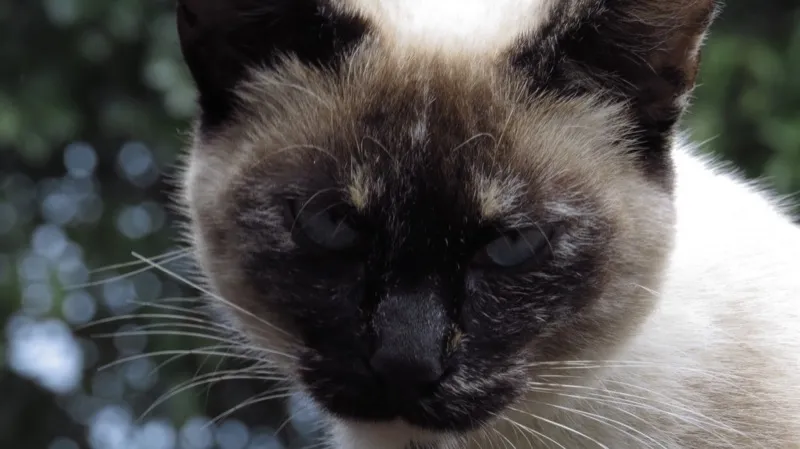 A siamese cat in close-up, foliage blurred behind