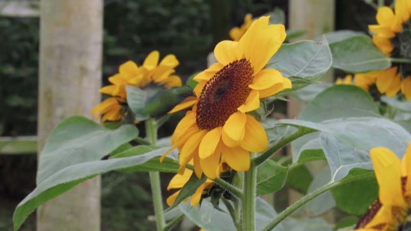 Sunflowers in bloom, with a hummingbird at the flower on the left