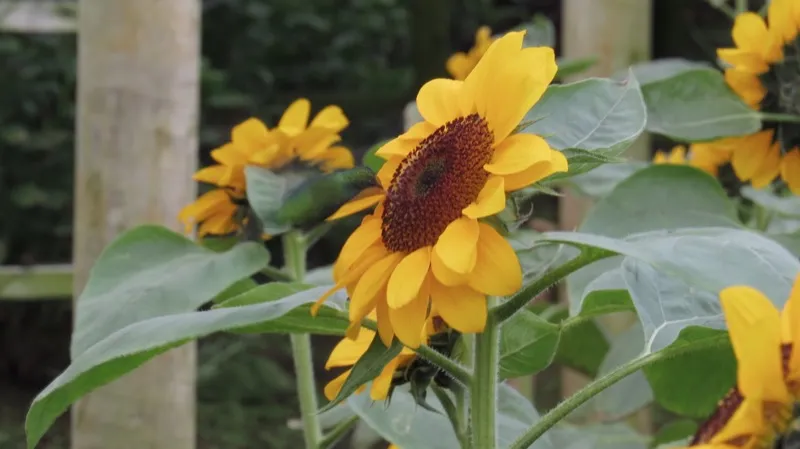 Sunflowers in bloom, with a hummingbird at the flower on the left